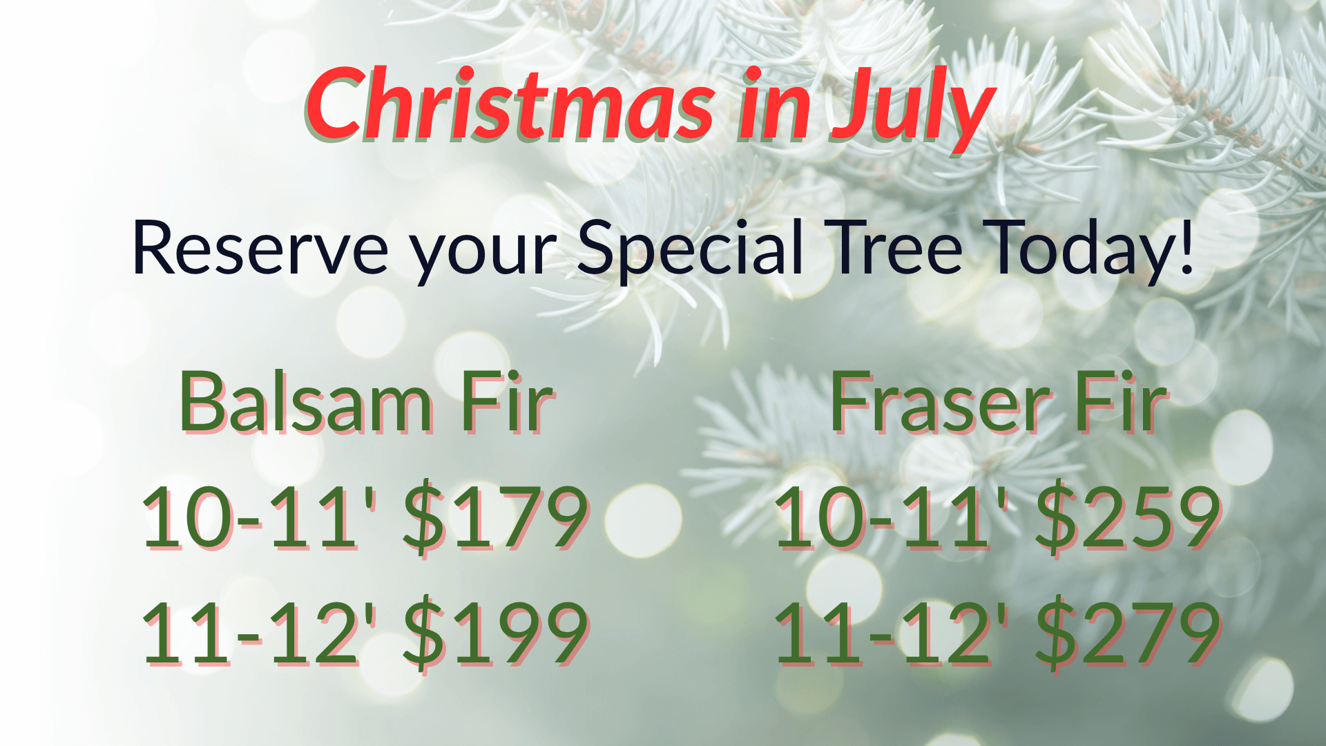 advertising prices of balsam fir and fraser fir large trees